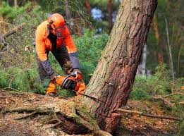 Best Tree Mulching Services  in Manor, PA