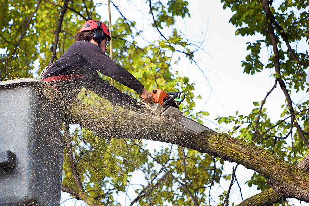 Manor, PA  Tree Services Company