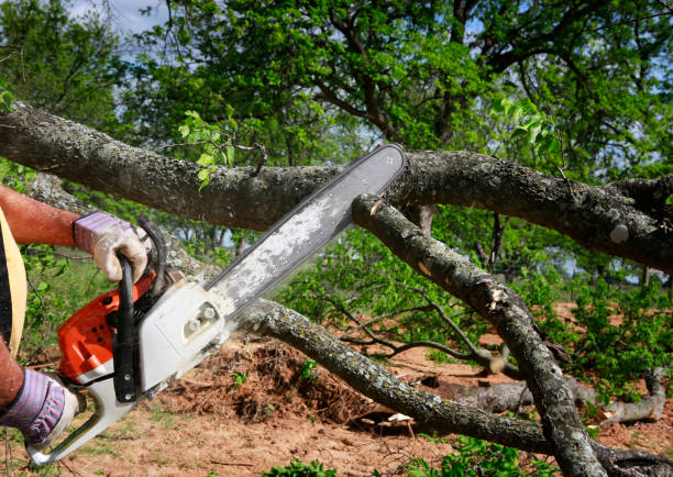 Tree and Shrub Care in Manor, PA